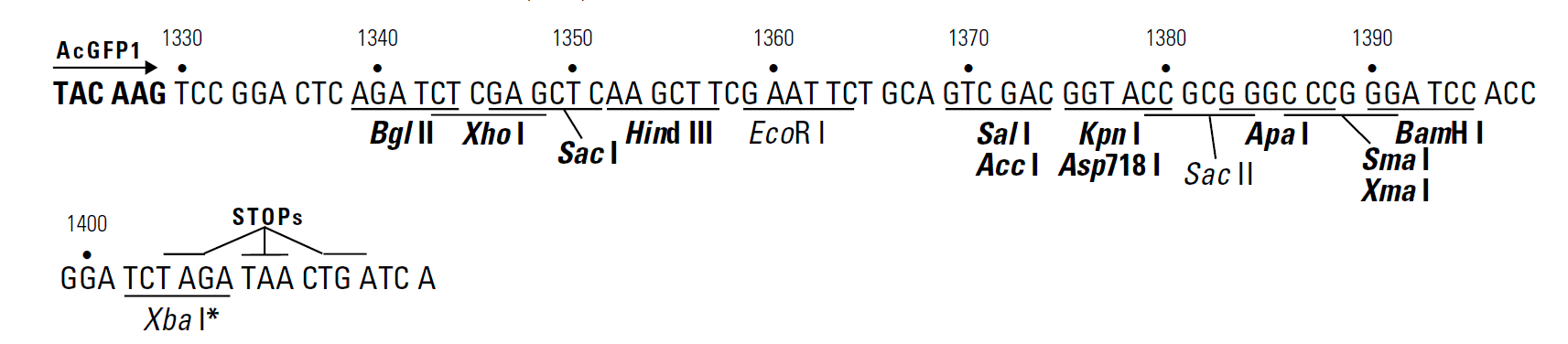 pAcGFP1-Hyg-C1 多克隆位点 点击看大图 pAcGFP1-Hyg-C1 多克隆位点